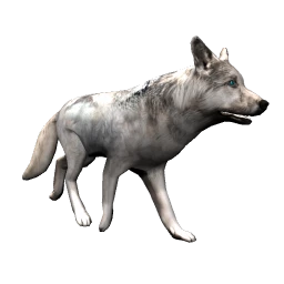 Wolf - White