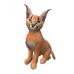 Caracal Kitten