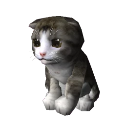 Kitten - Grey and White