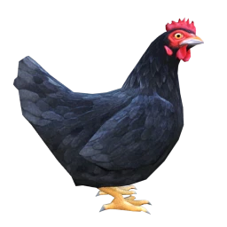 Chicken (Black)