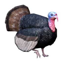 Turkey (Black)