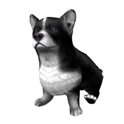 Corgi - Black And White