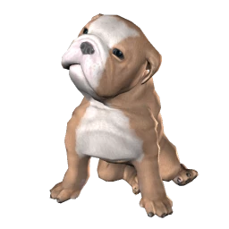 English Bulldog Puppy