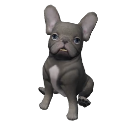 French Bulldog Puppy - Grey