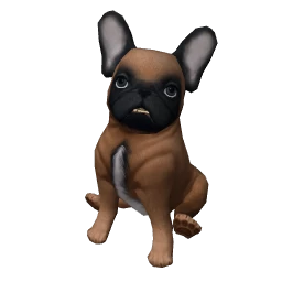 French Bulldog Puppy - Fawn