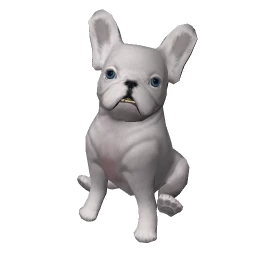 French Bulldog Puppy - White