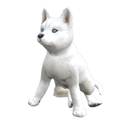 Husky Puppy - White