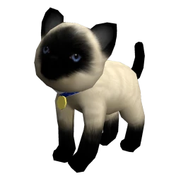 Siamese Kitten