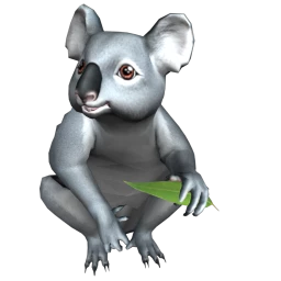 Koala