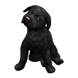 Labradoodle (Black)
