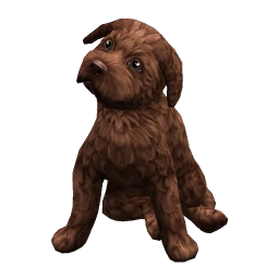 Labradoodle (Brown)