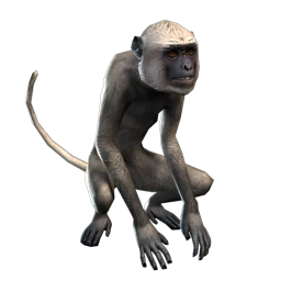 Monkey