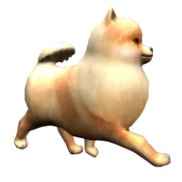 Pomeranian