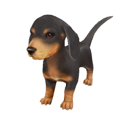 Black Dachshund Puppy