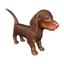 Dachshund Puppy