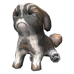 Shih Tzu