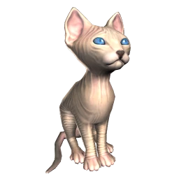 Sphynx Kitten