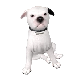 Black Ear Staffy Puppy