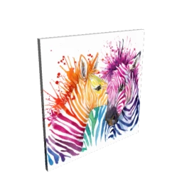 Rainbow Zebras