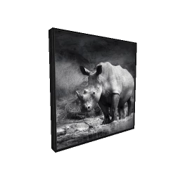 Rhino Photograph