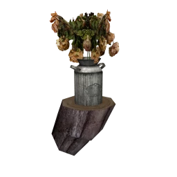 Full Moon Lupin Flowers