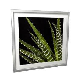 Emerald Sky Haworthia Wall Art