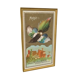 Magpie by Allen Ginter