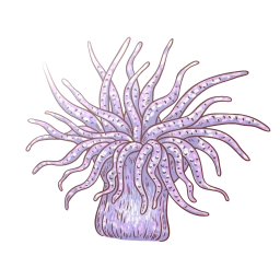 Sea Anemone Sticker
