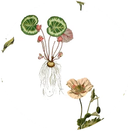 Botanical Illustrations Wallpaper